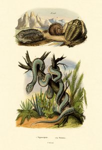 Vipera da French School